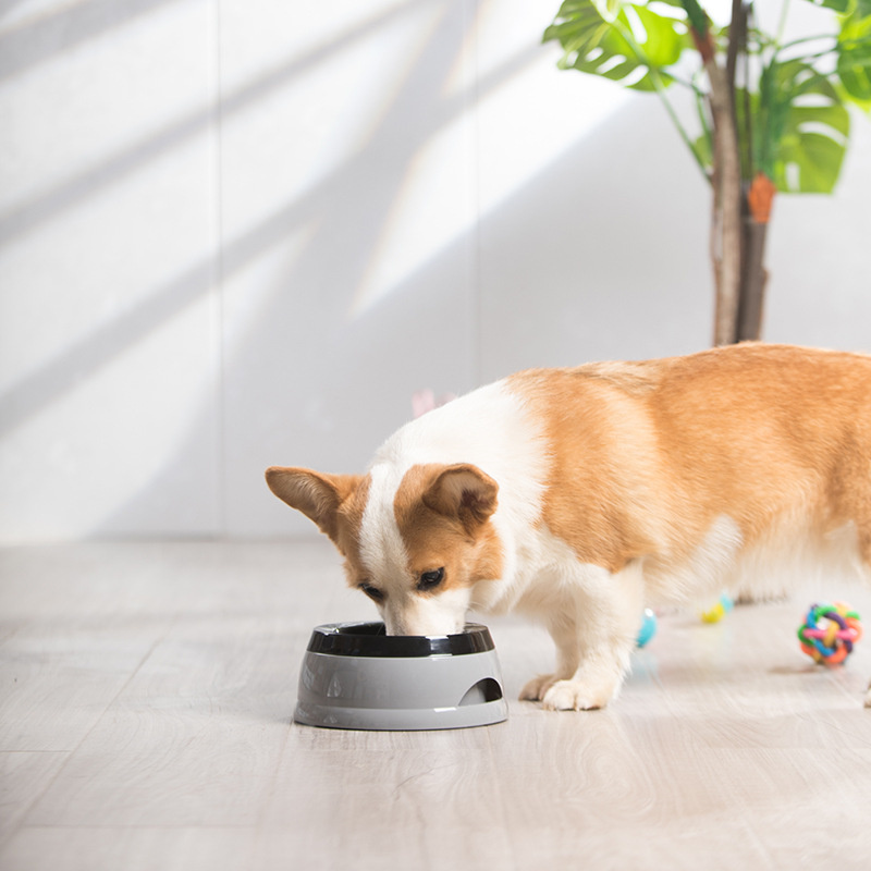 Pet Dog Bowls Floating Not Wet - огляд і ціна Travel Accessories For Dogs